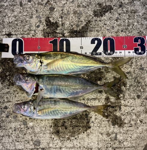 マアジの釣果