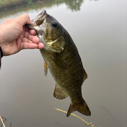 スモールマウスバス