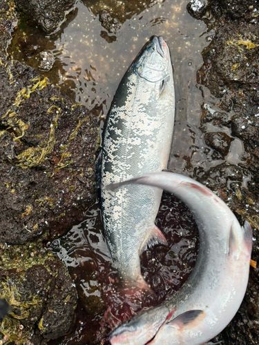 サクラマスの釣果