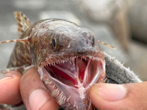 マダラエソの釣果