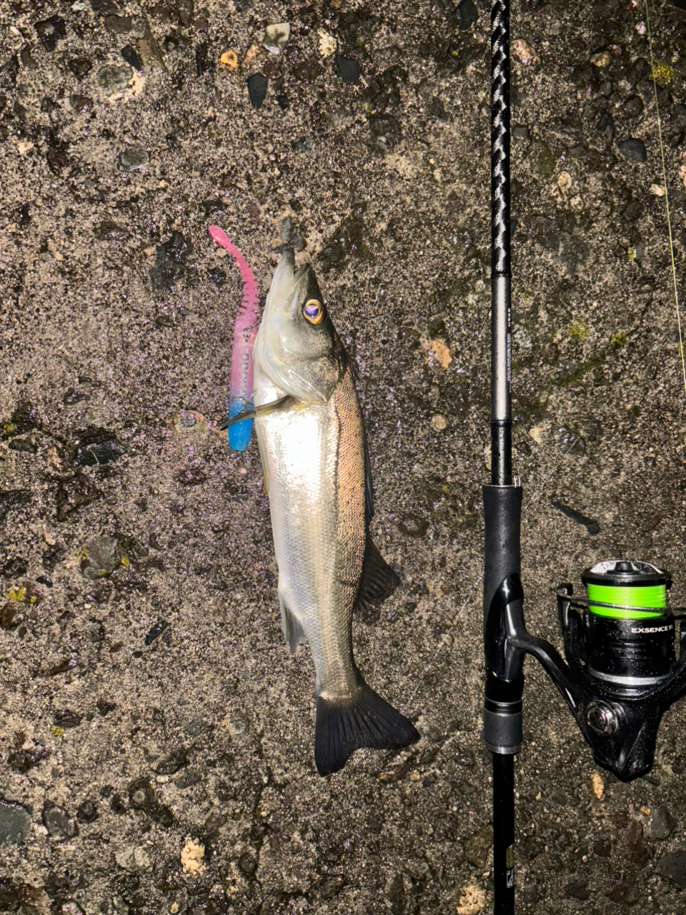 SHIMANO 18ディアルーナ S96Mの最安値・インプレ・釣果 | 本音の SHIMANO 18ディアルーナ S96Mの最安値・インプレ・釣果 | 本音の