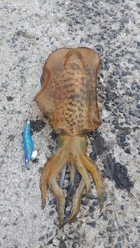 アオリイカの釣果