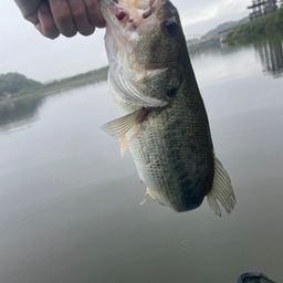 ラージマウスバス