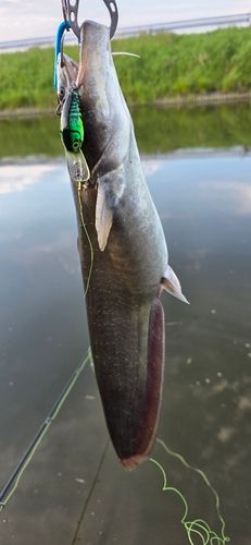 ニホンナマズの釣果
