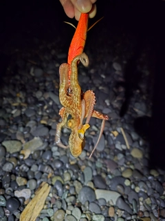 タコの釣果