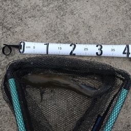 アメリカナマズ