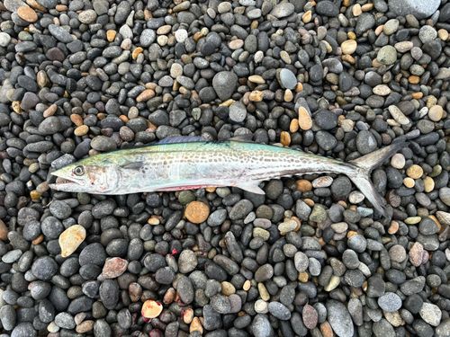 サゴシの釣果