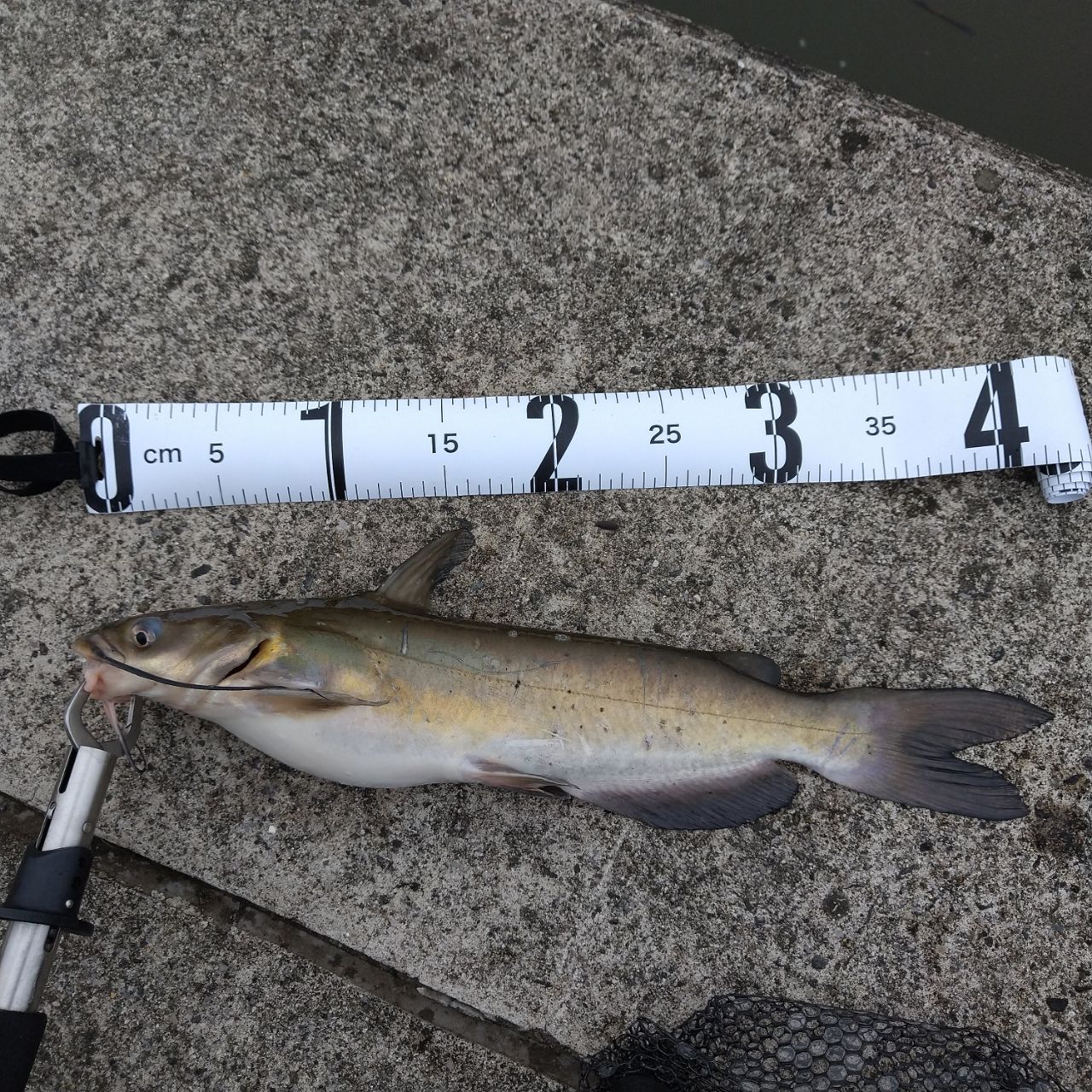 アメリカナマズ