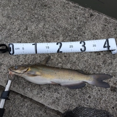 アメリカナマズの釣果