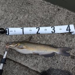 アメリカナマズ