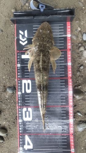 マゴチの釣果