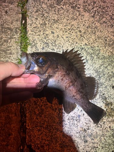 メバルの釣果