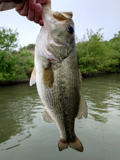 ラージマウスバスの釣果