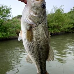 ラージマウスバス