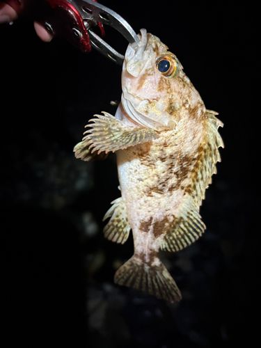 ムラソイの釣果