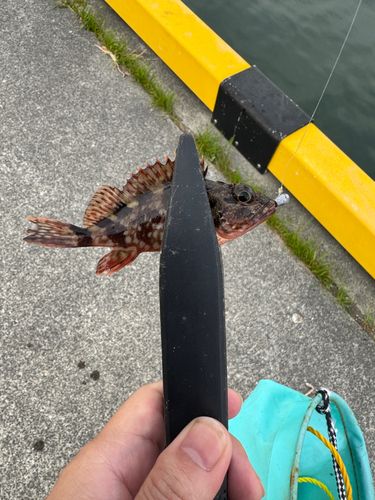 カサゴの釣果
