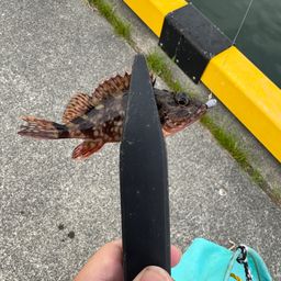 カサゴ