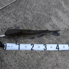 アメリカナマズの釣果