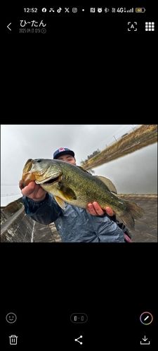 ブラックバスの釣果