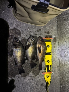 メバルの釣果