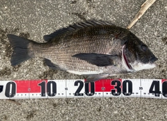 チヌの釣果