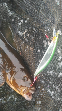 アイナメの釣果