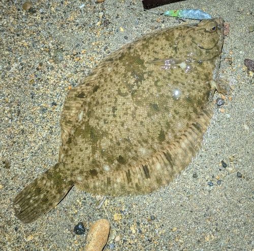 マコガレイの釣果