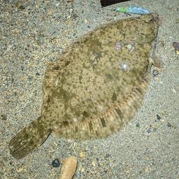 マコガレイ