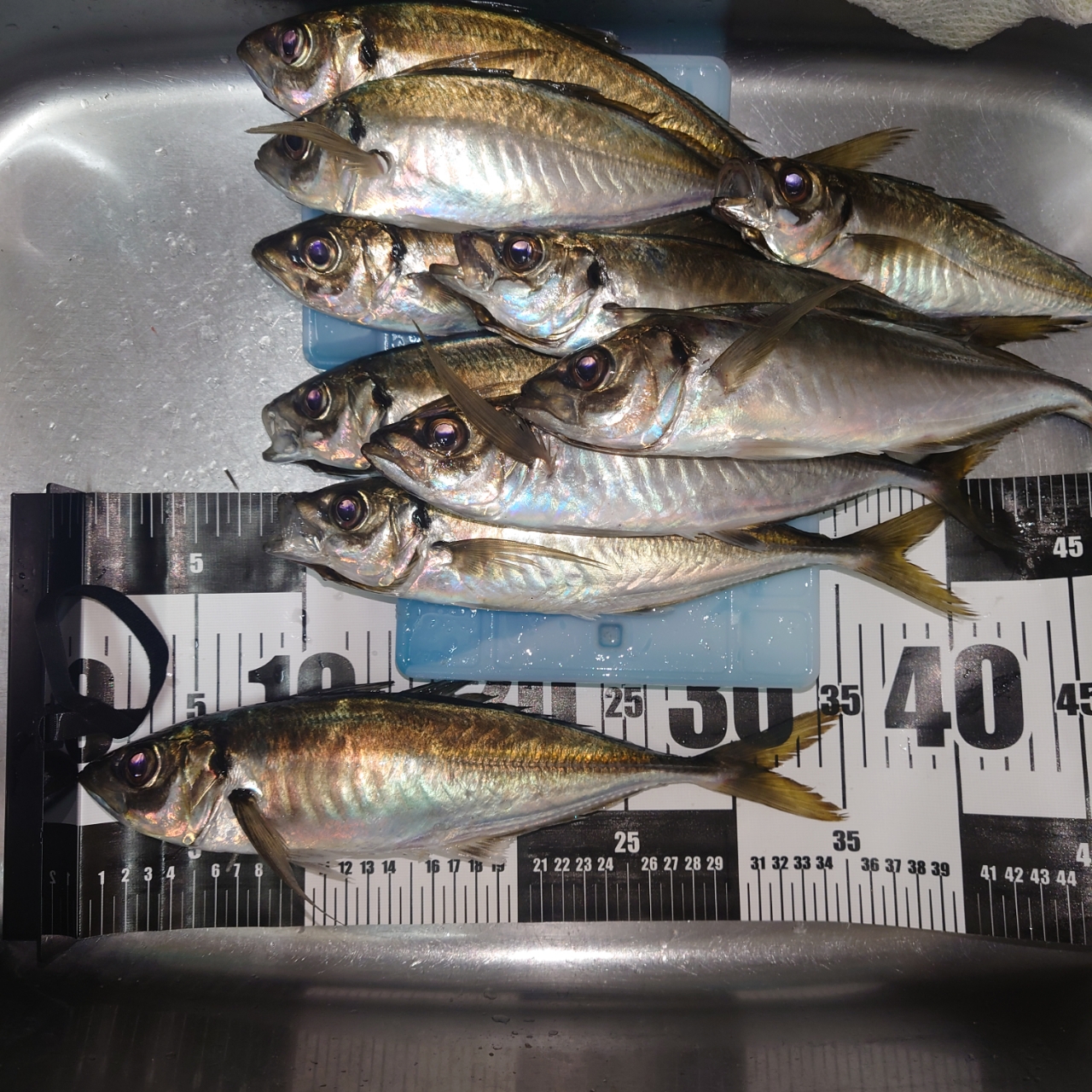 SHIMANO 21アルテグラ C2000Sの最安値・インプレ・釣果 | 本音の