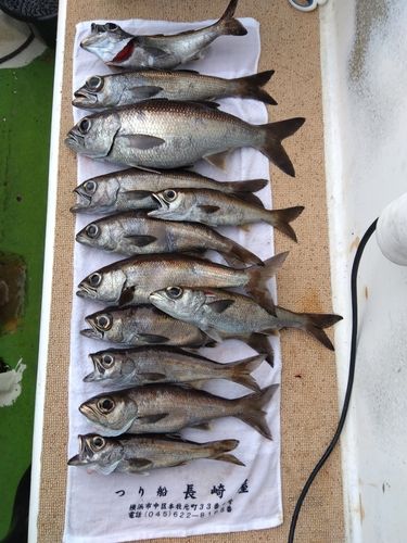 クロムツの釣果