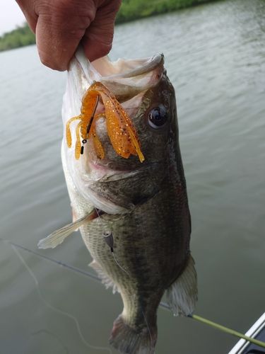 ラージマウスバスの釣果