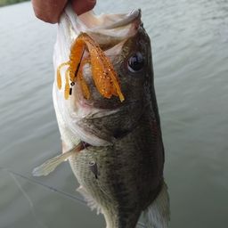 ラージマウスバス