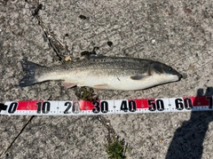 ニゴイの釣果