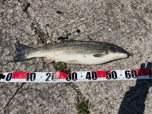 ニゴイの釣果