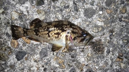 クロソイの釣果