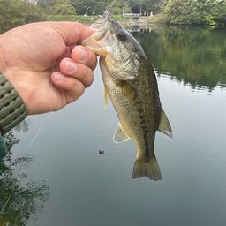 ブラックバス