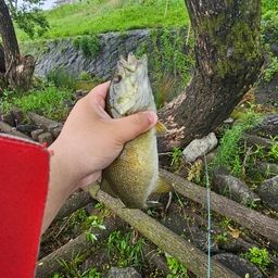 スモールマウスバス