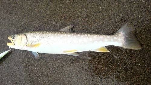 アメマスの釣果