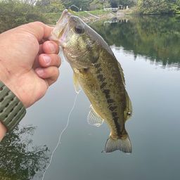 ブラックバス