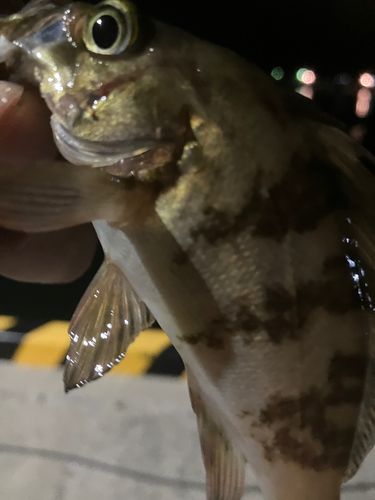 メバルの釣果