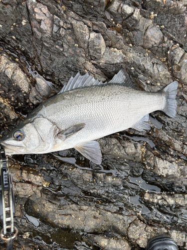 ヒラスズキの釣果