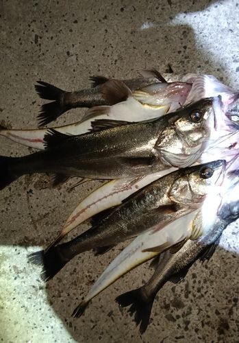 シーバスの釣果