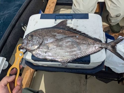 シマガツオの釣果
