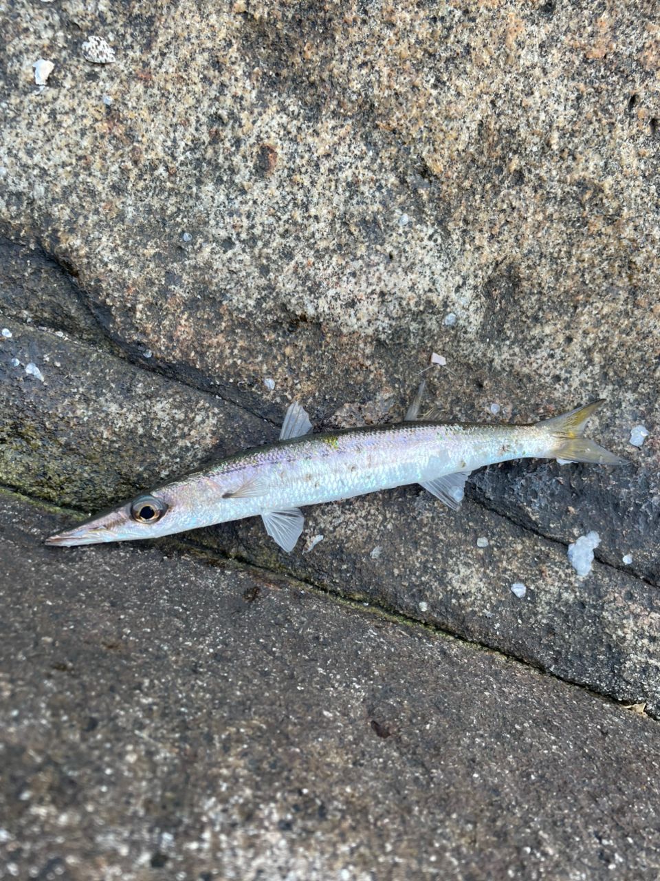 タイワンカマス