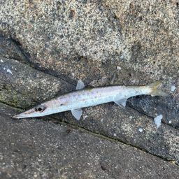 タイワンカマス