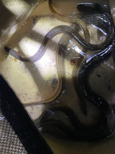 ウナギの釣果