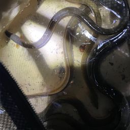 ウナギ