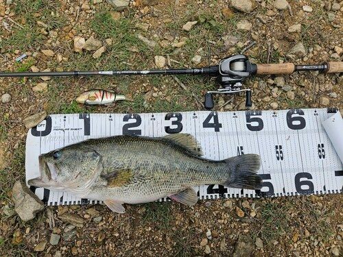 ブラックバスの釣果