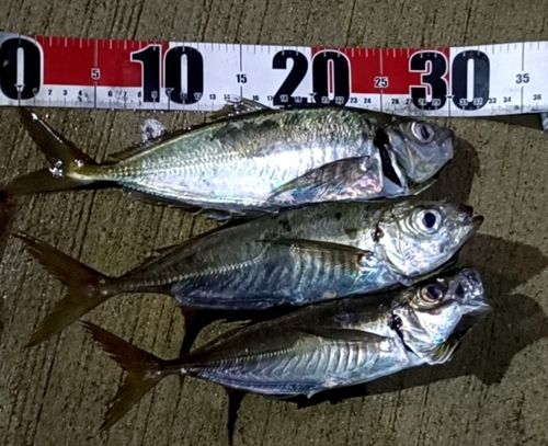 アジの釣果