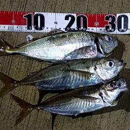 アジ